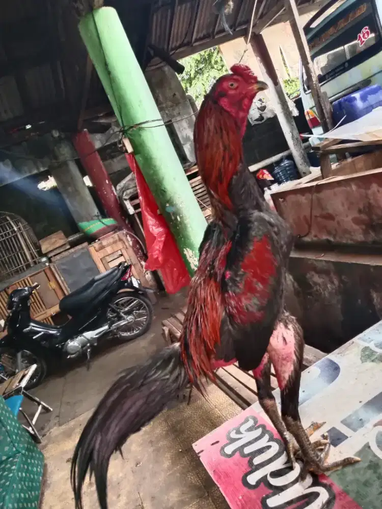 Ayam bangkok gulung pukul