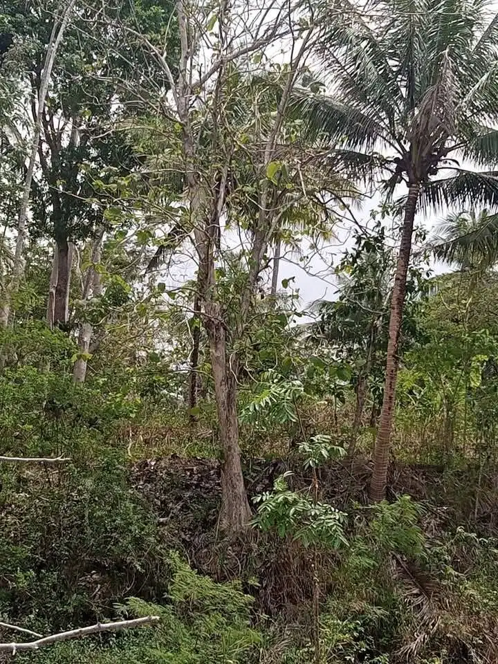 Jual tanah murah dekat bandara, Yogyakarta