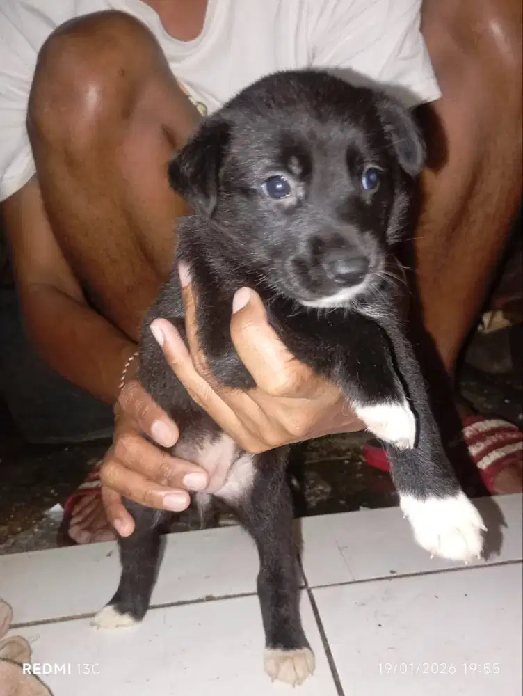 Anjing campuran, umur 2 bulan, sudah bisa makan, lokasi cilandak