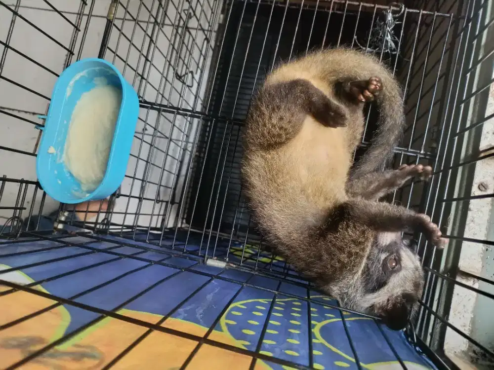 Musang betina 4 bulan