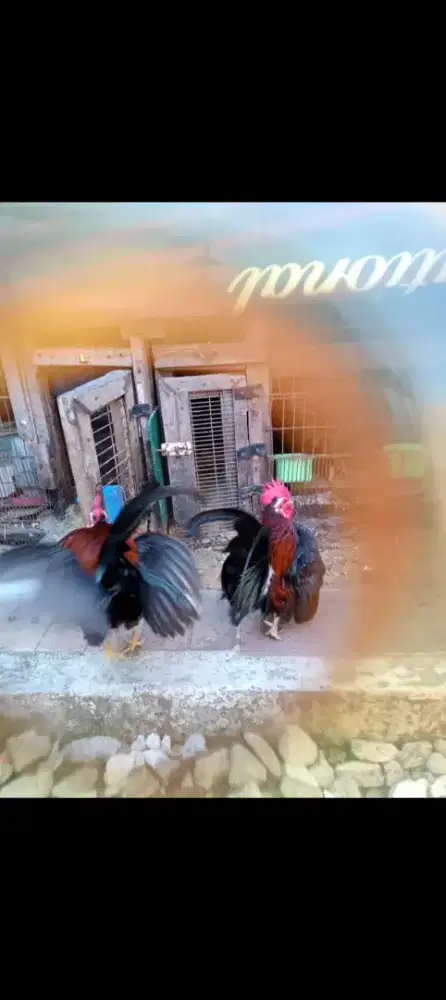 FOR SALE 11 EKOR AYAM KATE 7 ekor Jantan & 4 ekor Betina