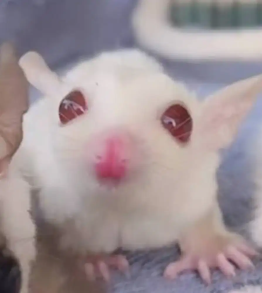 Suger glider creamino