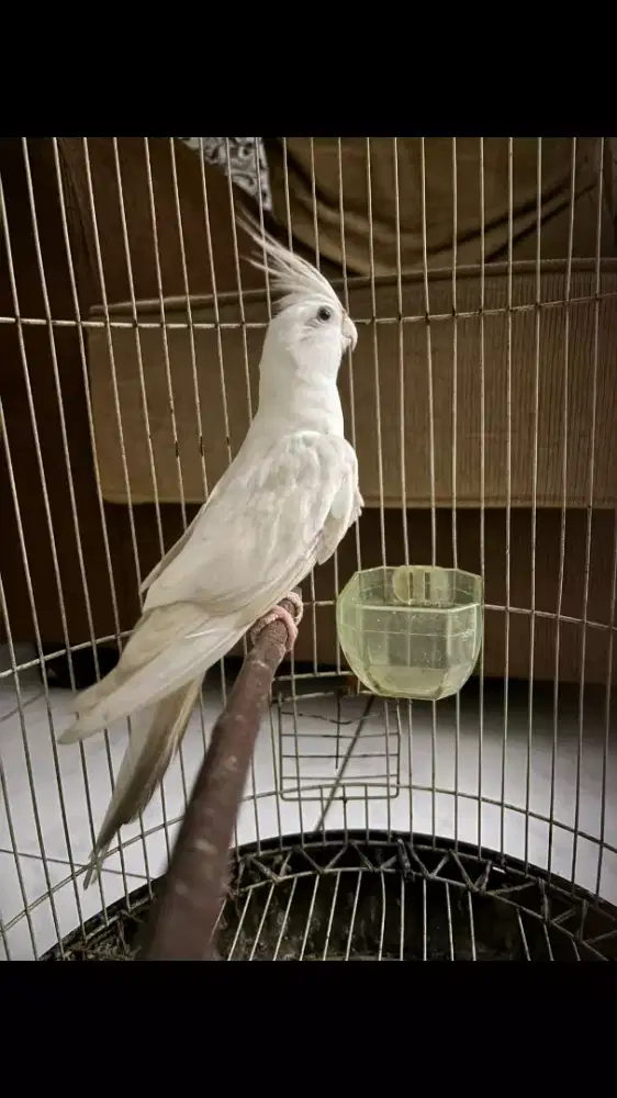 Parkit Australia Albino Mata Merah