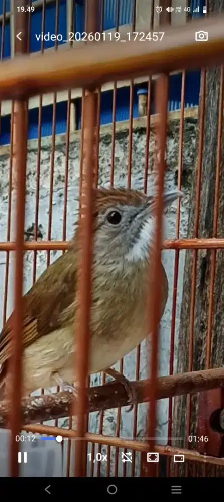 Katem (kapas tembak)