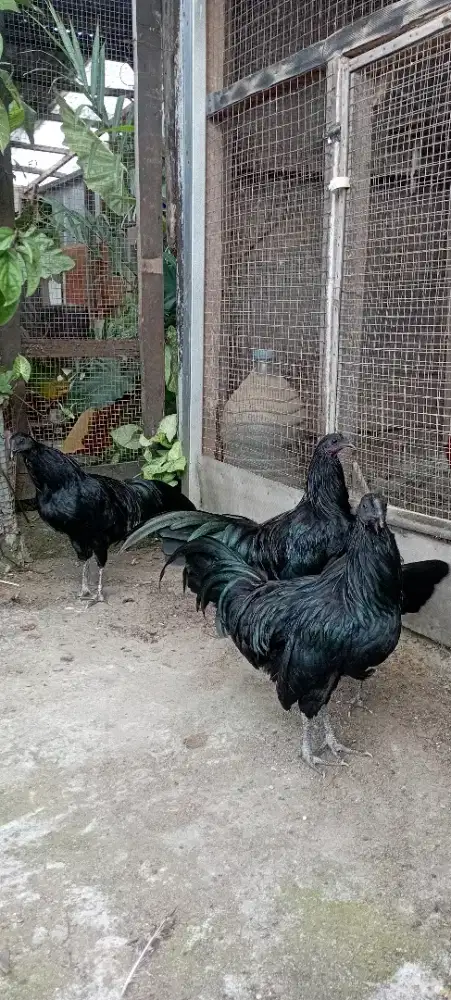 Ayam Black Sumatra sepasang