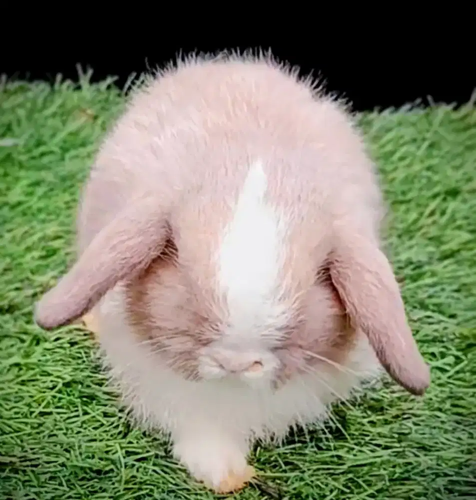 Kelinci Holland lop vm jantan umur 2 bulan