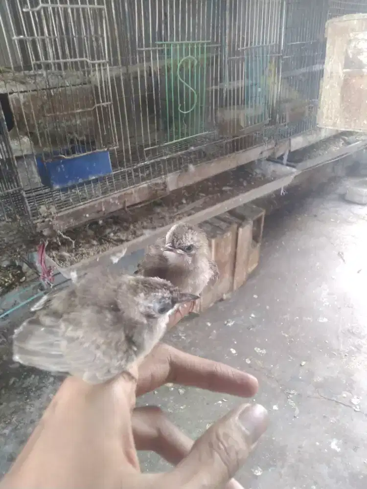 Anakan burung trucukan