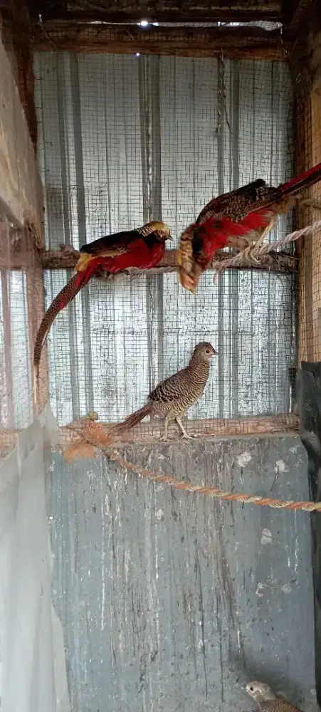 Golden Pheasant Jantan