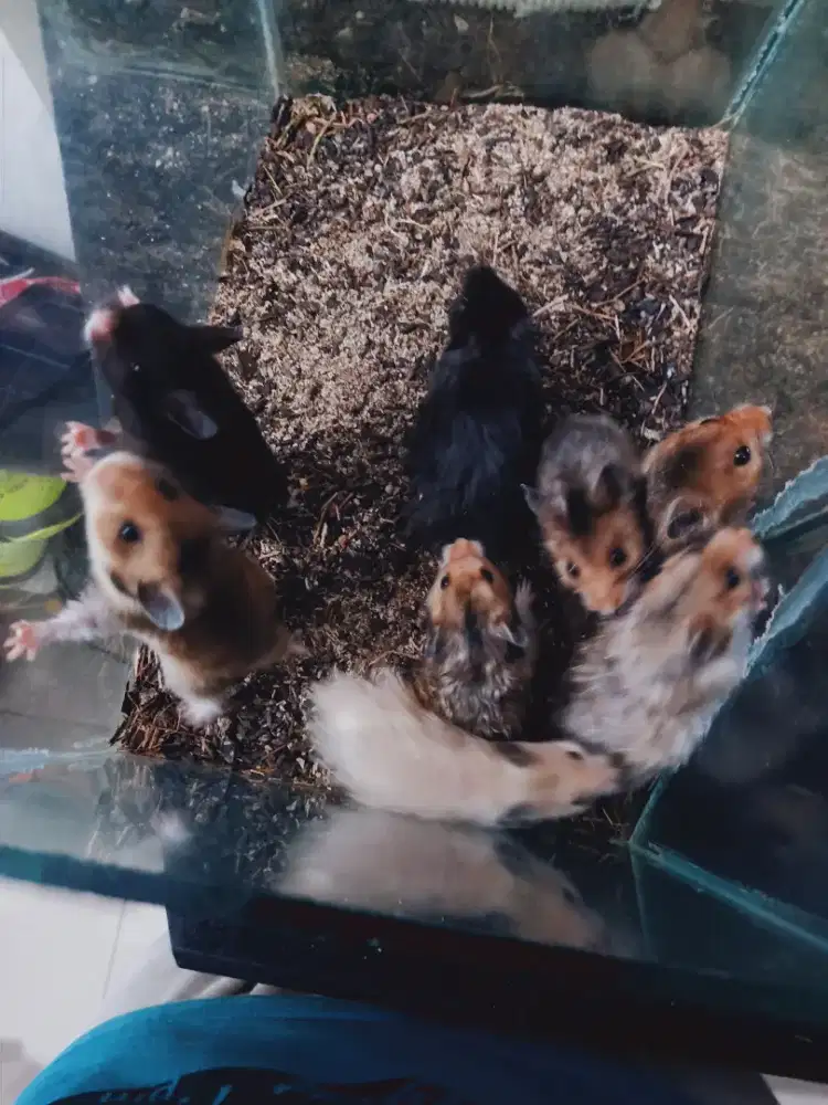 hamster syrian cakep sehat