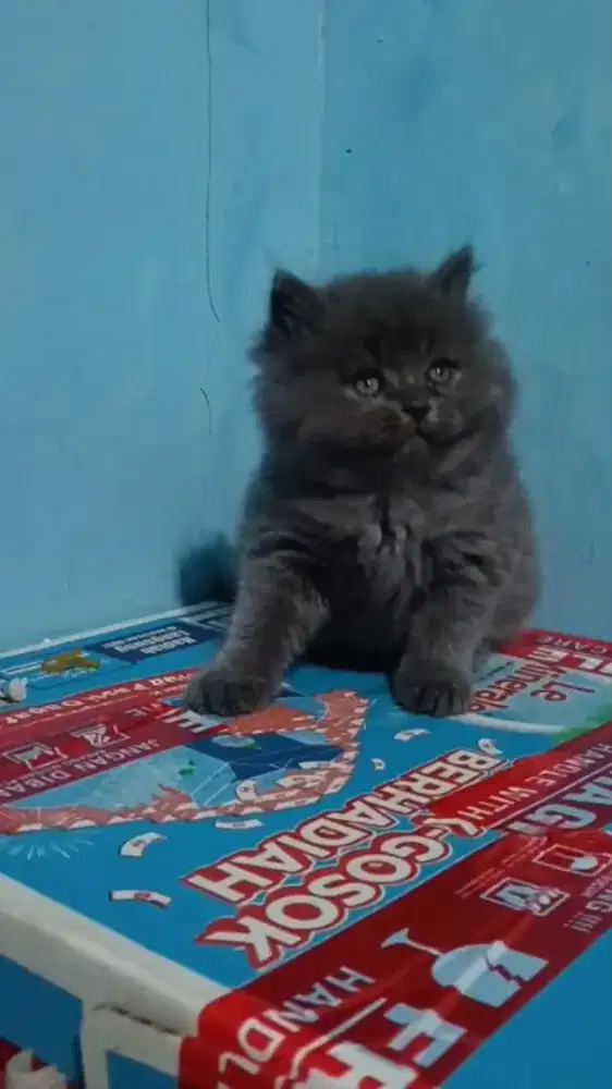 Ready kitten Persia super gembul