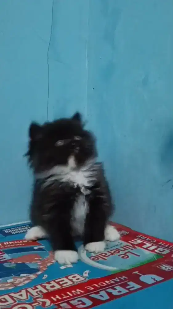 Ready kitten Persia super gembul aktif
