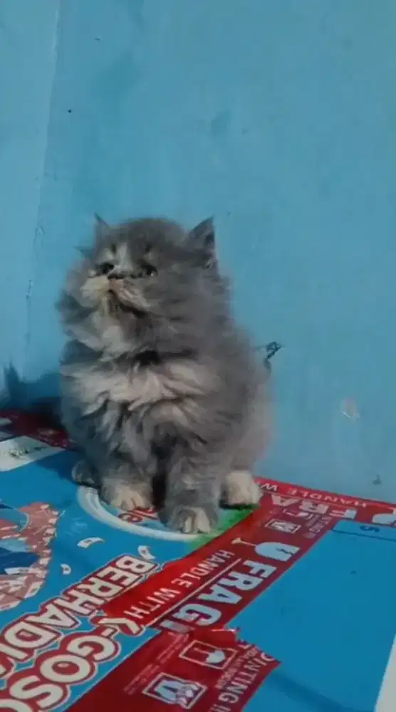 Ready kitten Persia super gembul aktif