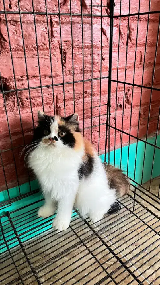 Kucing persia betina 4 bulan