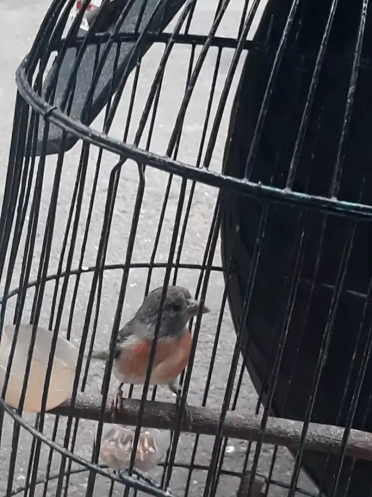 betina red siskin dewasa