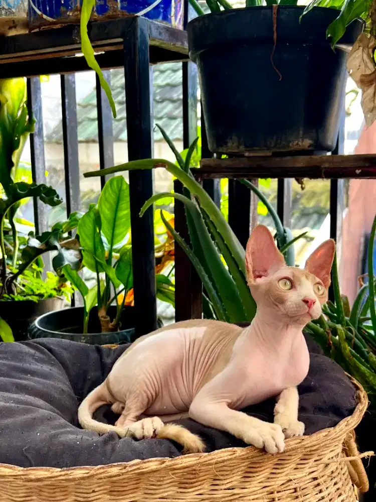 Jasa pacak kucing sphynx bicolor