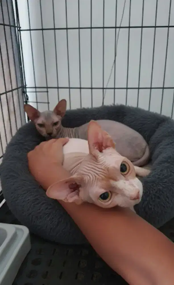 Pacak kucing sphynx bicolor