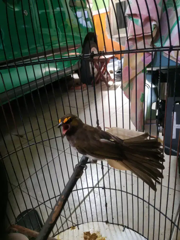 Burung Rengganis gipan vortal mp3 nyaut banter