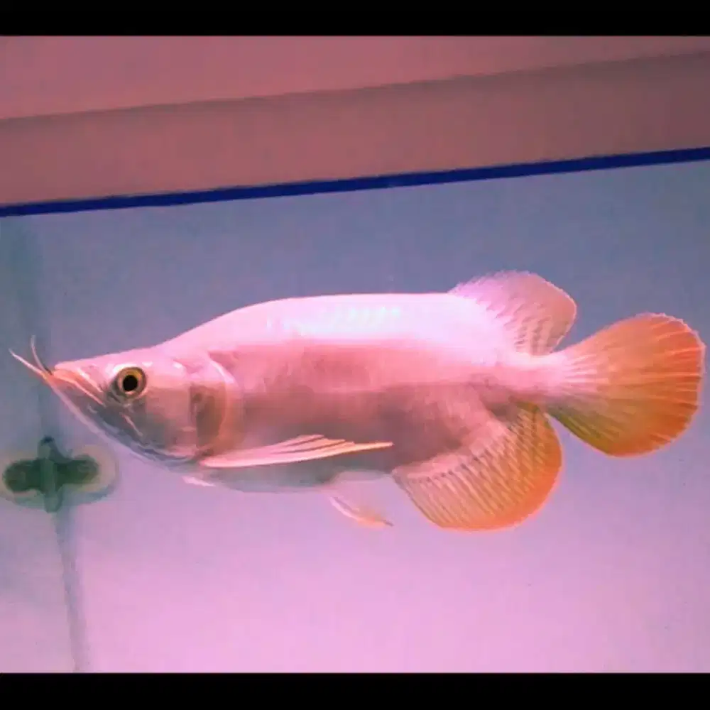 Ikan Arwana Super Red SB Spesial