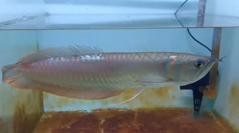Ikan Arwana 34cm