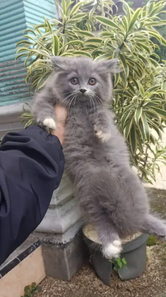 Kitten persia abu putih kaos kaki