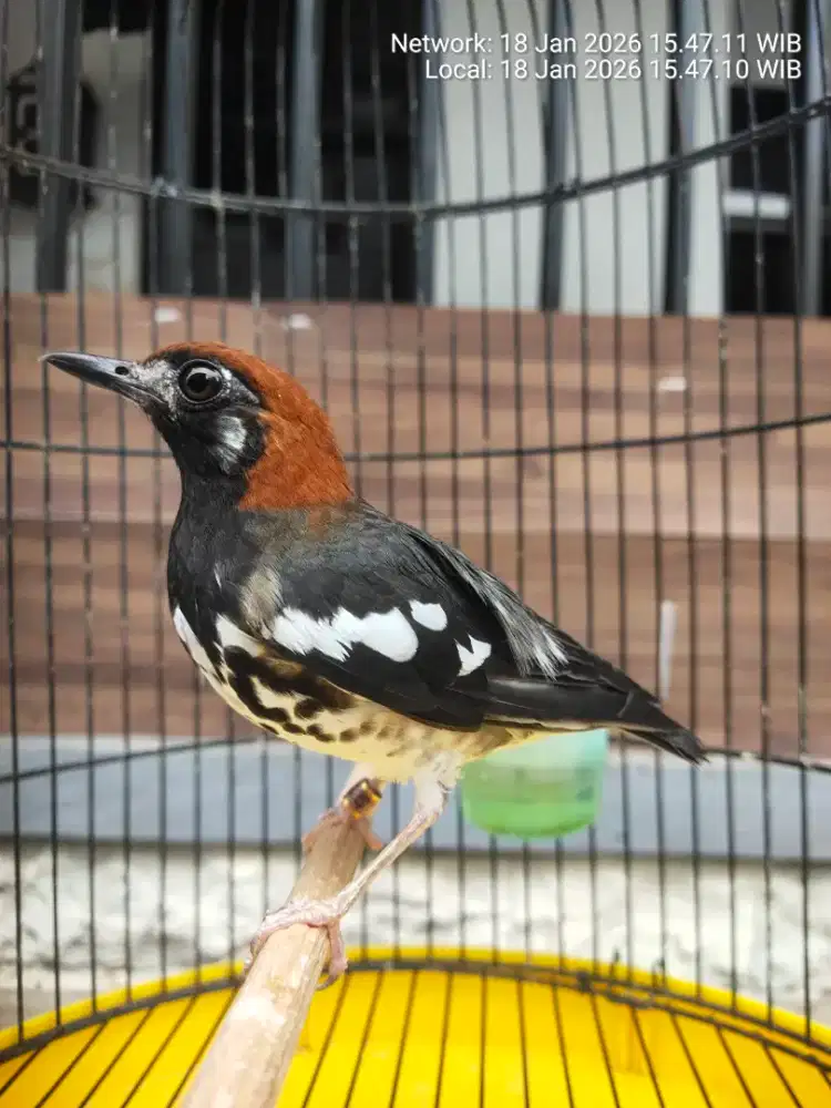 Burung anis kembang fulset