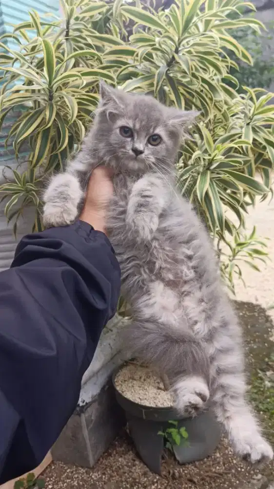 Kitten persia abu solid jantan