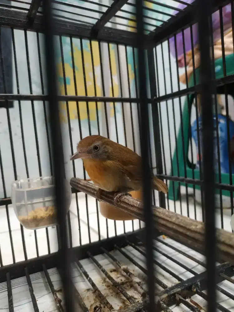 Burung Jenggot Mini anteng lulut nembak2 rapet semi voer