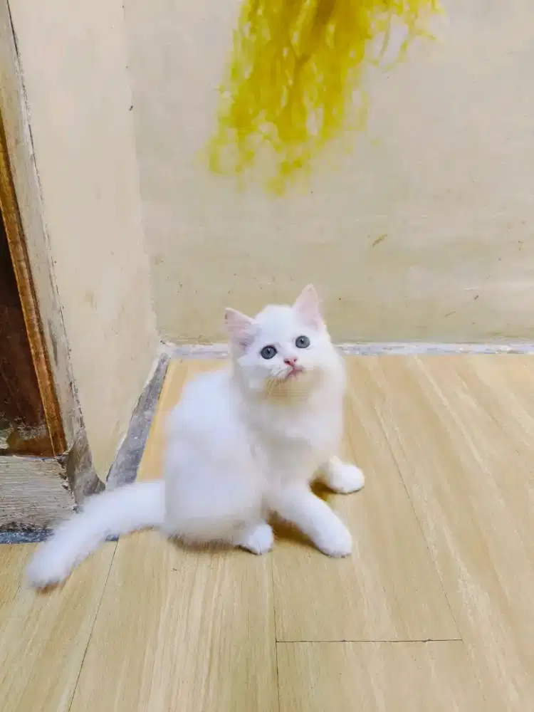 Kitten persia putih solid jantan