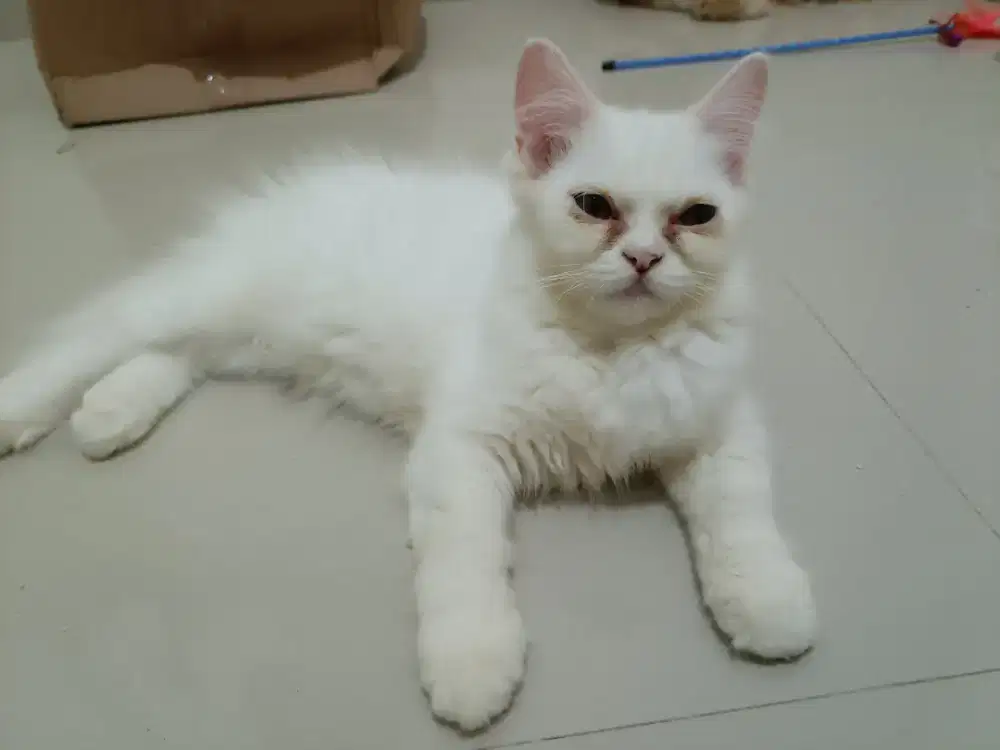 Kucing persia putih