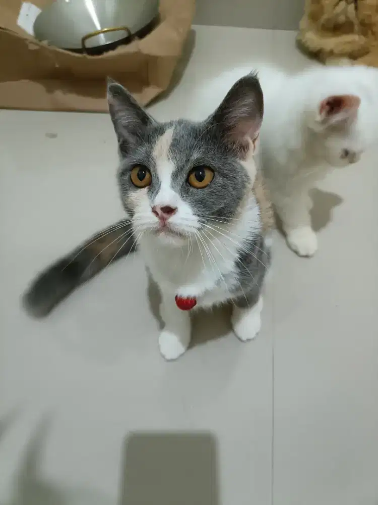 Kucing Calico abu abu