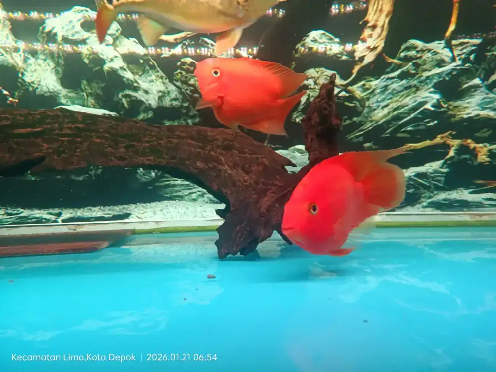 Ikan Red perot prediksi sepasang