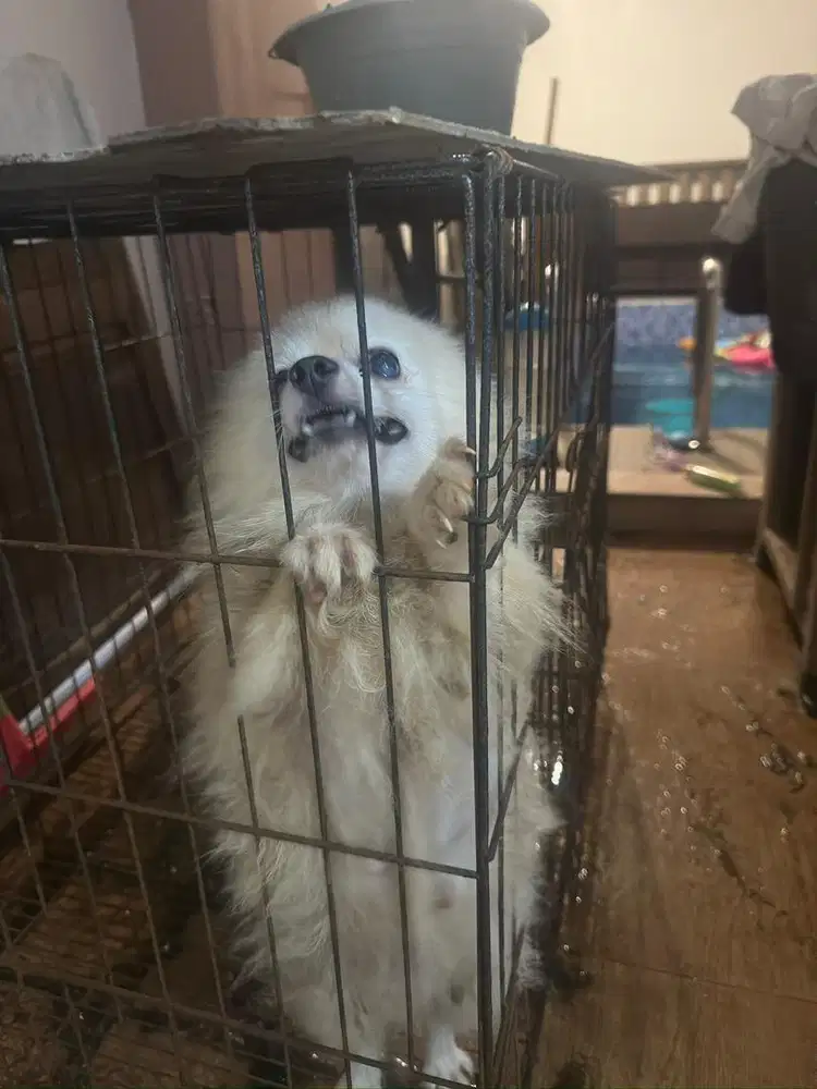 Minipom betina stambum