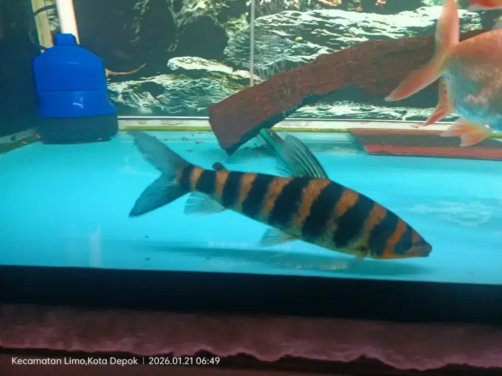 Ikan kaos kaki lumayan panjang