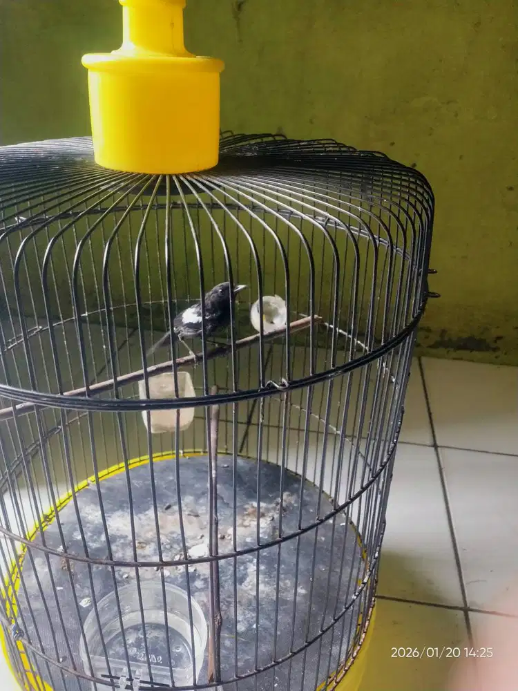 Burung decu si Kacer mini