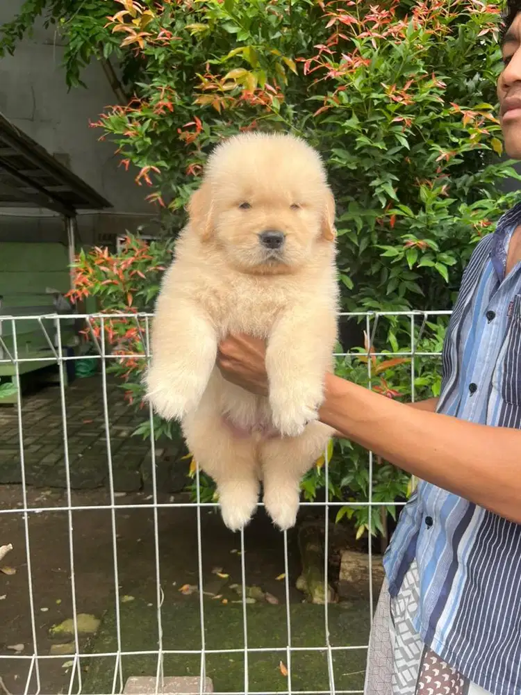 Sale golden retriever high quality