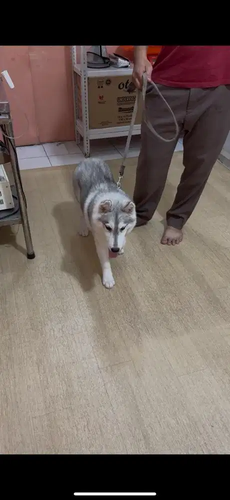Adopsi anjing husky