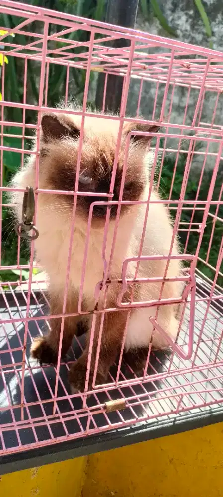 Lepas adopsi : Kucing Himalaya Sealpoint  Betina