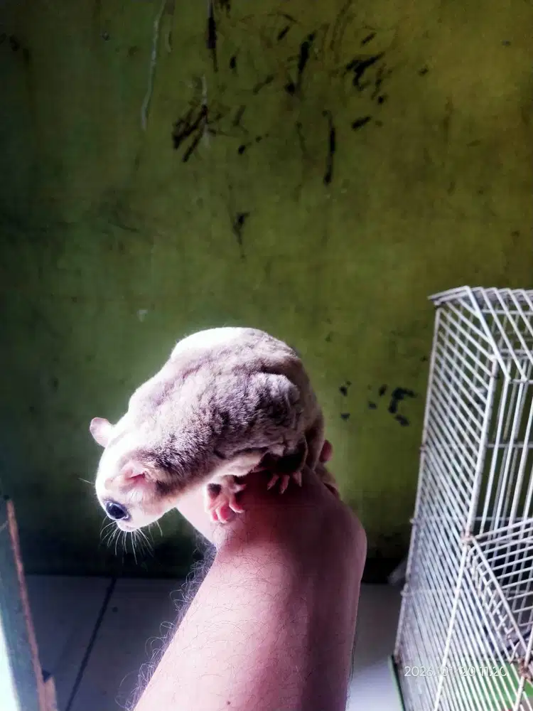 Sugar glider betina  wf ringtail