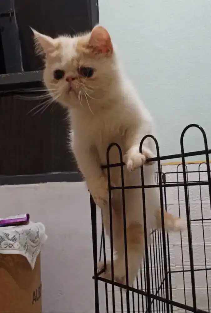 Lepas adopsi : Exo/Peaknose Jantan 9 bulàn, Red Van