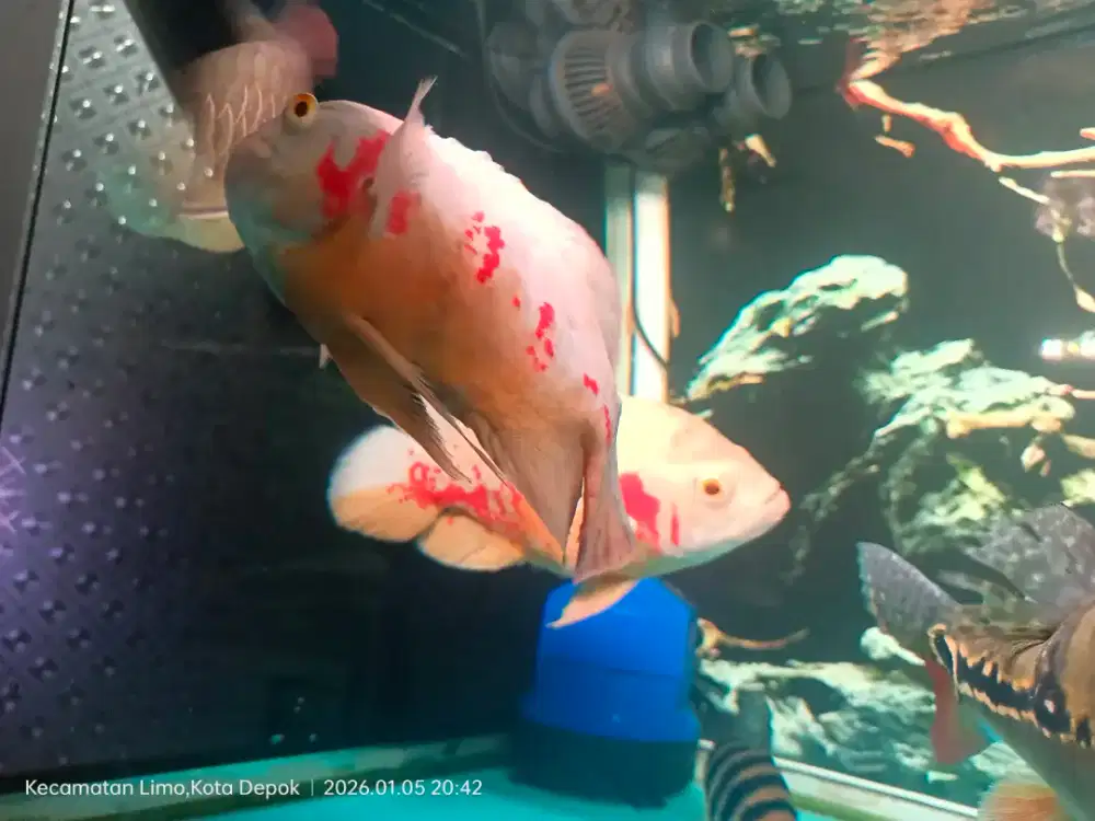 Ikan oskar putih / albino