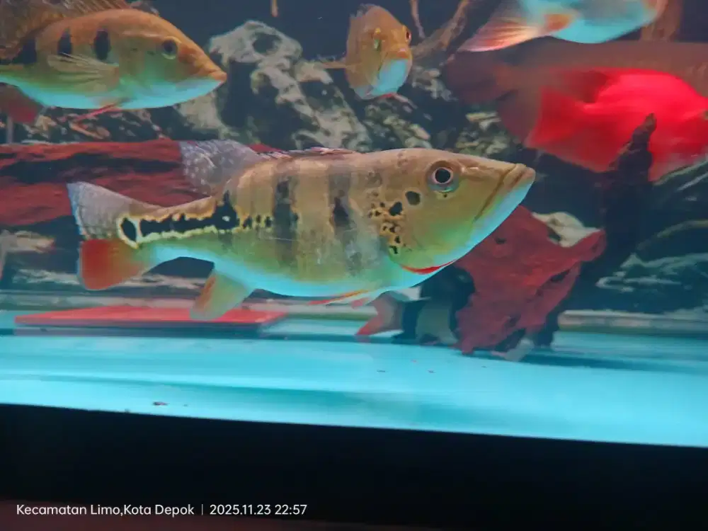 Ikan Pibas bungkuk/sopbodi