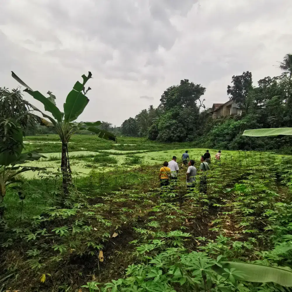 Tanah sawah dijual luas 6740