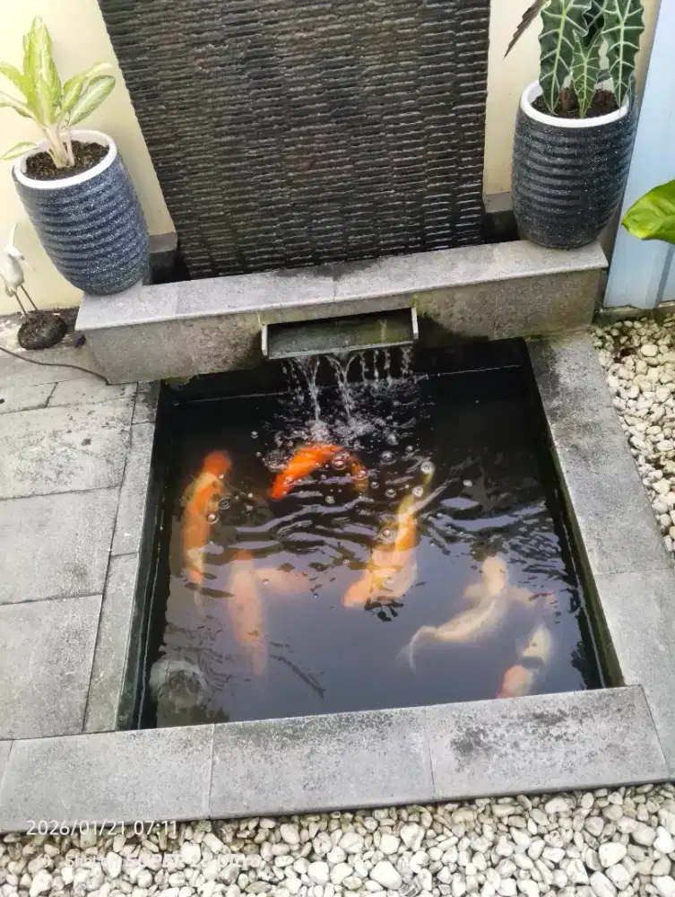 Jual Ikan Koi 1 kolam