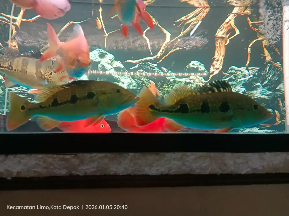 Ikan Pibass orinoko 2