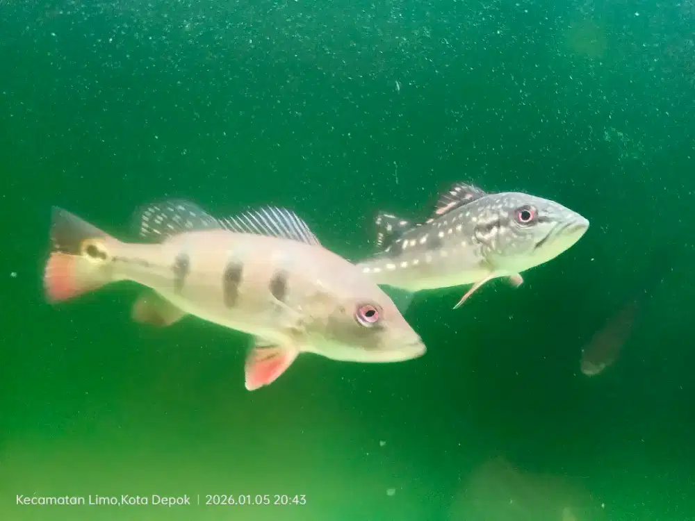 Pibas pinima dan mono