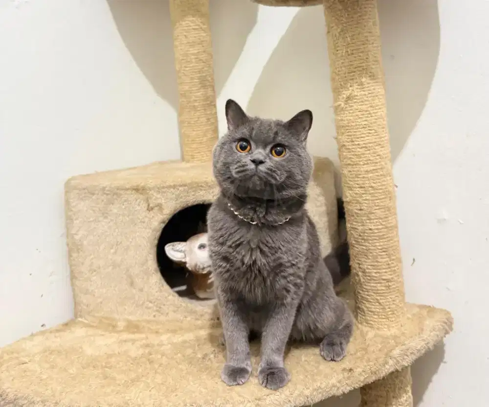 Kucing British shorthair wcf