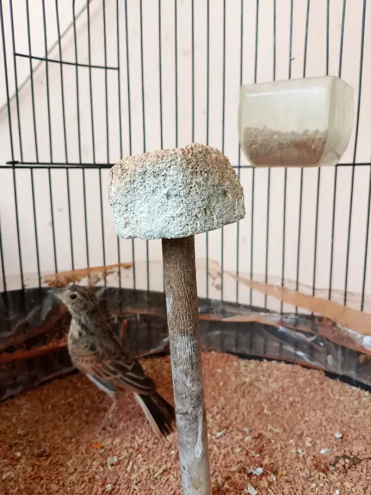 Branjangan Parva Sudah Ngeriwik