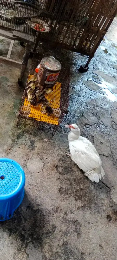 Bebek mentok sepasang dan anakan