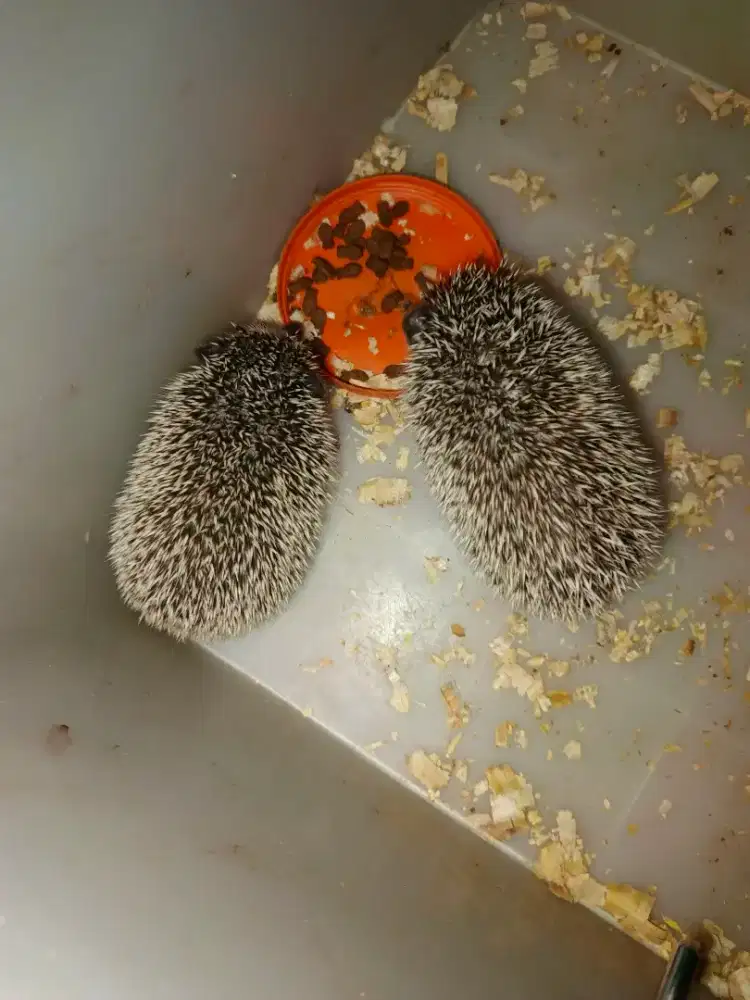 Landak mini Saltpaper