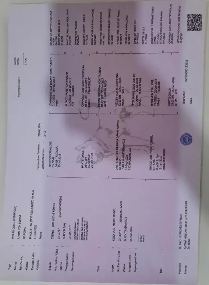 Wels corgie tri color